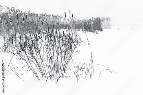 Winter landscape with dry coastal reed