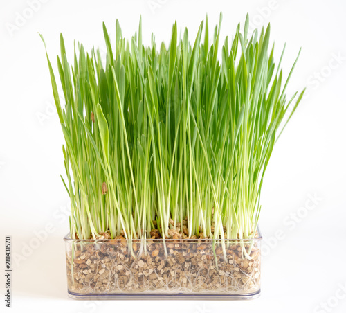 Plant wheat with roots on white background