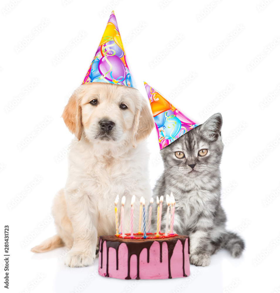 Golden retriever puppy and kitten in party hats with birthday cake with ...
