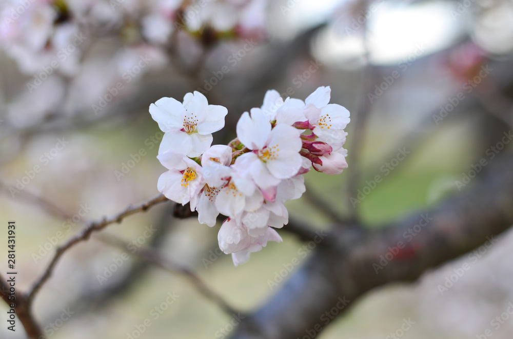Cherry blossom (hanami) in Kyoto, Japan Cherry blossom (hanami) in Kyoto, Japan