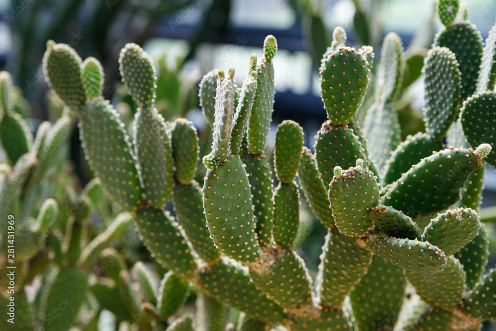 The botanical family of opuntia ficus indica is cactaceae. The botanical family of opuntia ficus indica is cactaceae.