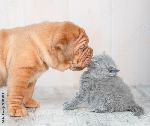 Close up mastiff puppy kissing kitten on the floor at home