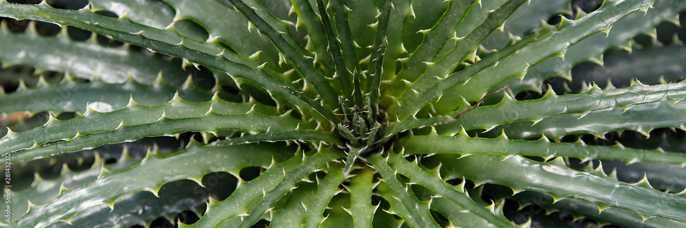 Fototapeta premium Hechtia texensis in a Desert Garden