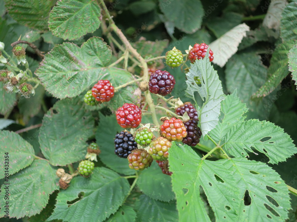 detail of a black berry bush or bramble with green, red and black berries
