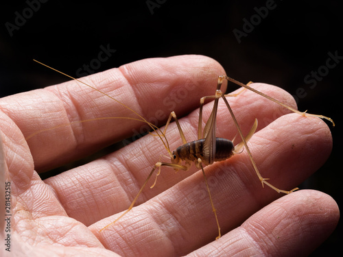 cave cricket (Dolichopoda linderi) in hand photo