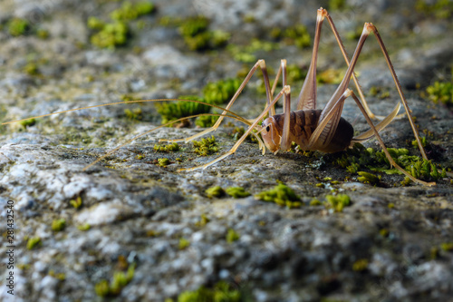 cave cricket (Dolichopoda linderi) in the floor © pedro
