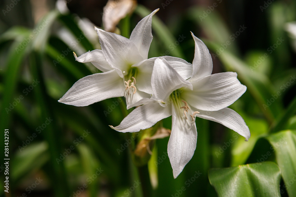 Beautiful white flowers of daylily bloom in summer on a green background Beautiful white flowers of daylily bloom in summer on a green background