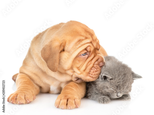 Fototapeta Naklejka Na Ścianę i Meble -  Mastiff puppy dog sniffing sleepy kitten. isolated on white background