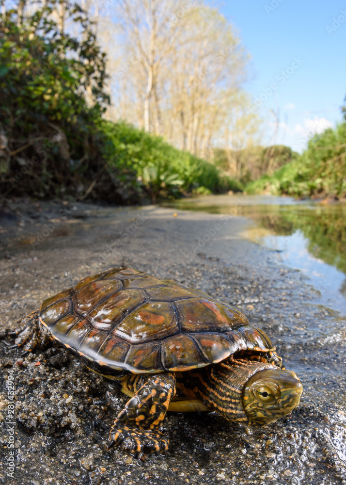 spanish pond turlte (Mauremys leprosa) free in its habitat. spanish pond turlte (Mauremys leprosa) free in its habitat.