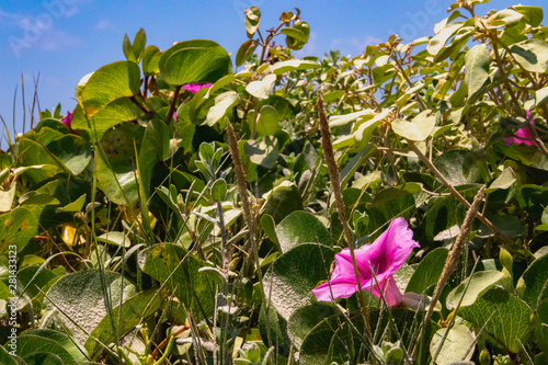 flowers in the garden
