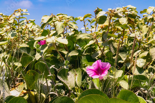 flowers on the beach