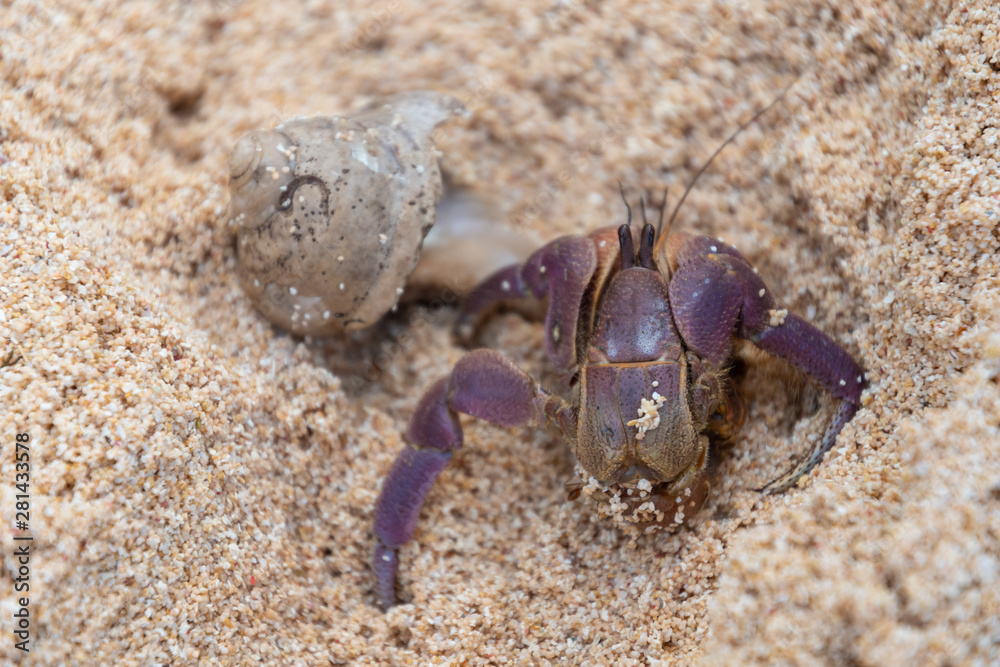 Hermit Crab