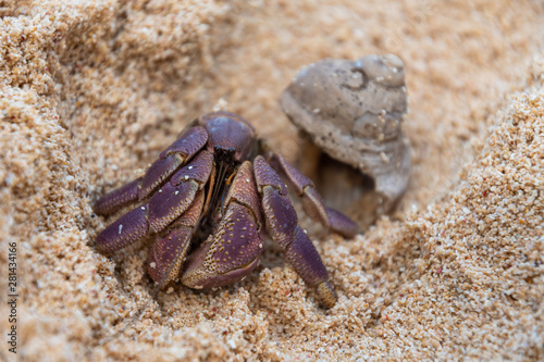 Hermit Crab
