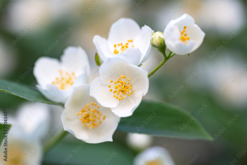 Jasmine spring flowers. Close up of jasmine flowers in a garden, branch with white flowers. Selective focus. 