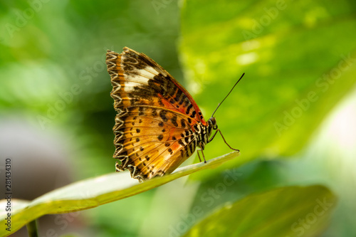 Leopard Lacewing Butterfly © jlwphotography