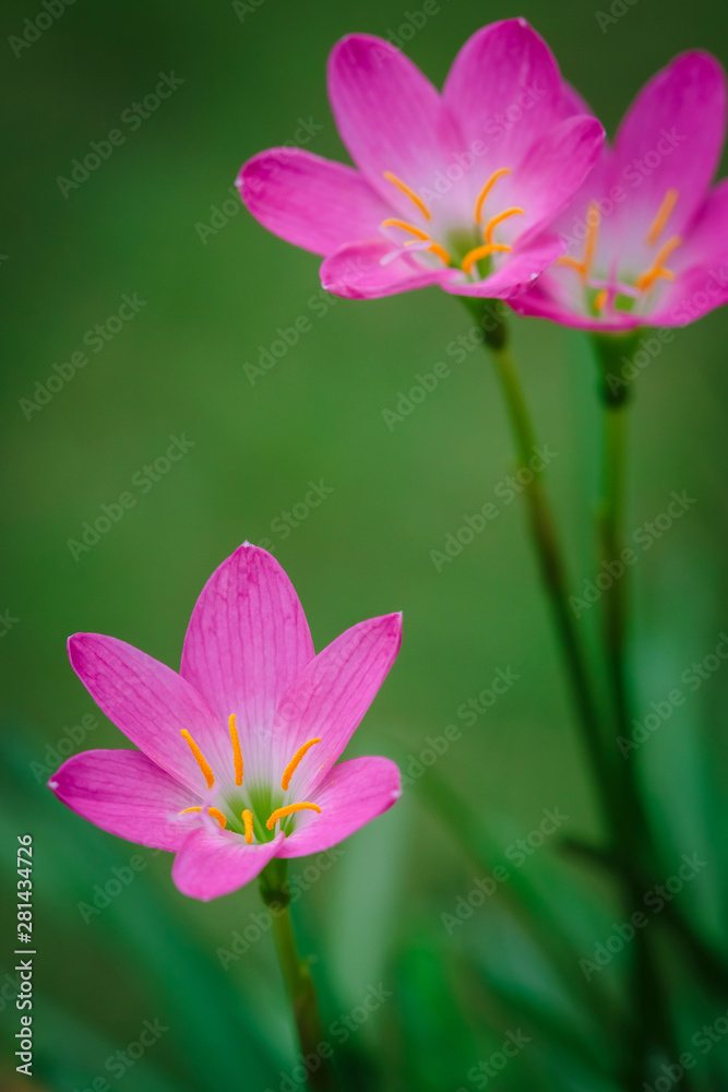 purple rain lily flower purple rain lily flower