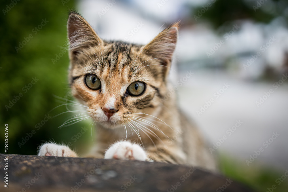 Junge Katze schaut neugierig Junge Katze schaut neugierig