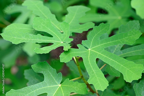 Ficus carica - Common fig green lush leaves.