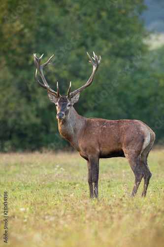 Portrait of red deer, cervus elaphus, stag with antlers looking at camera on green meadow in summer. Front view from low angle of wild male mammal deer backlit at sunset with shallow depth of field. © WildMedia