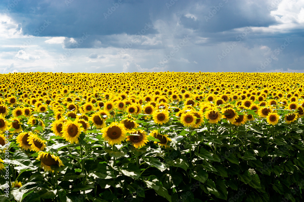 Obraz premium Sunflower field with a cloudy blue sky.