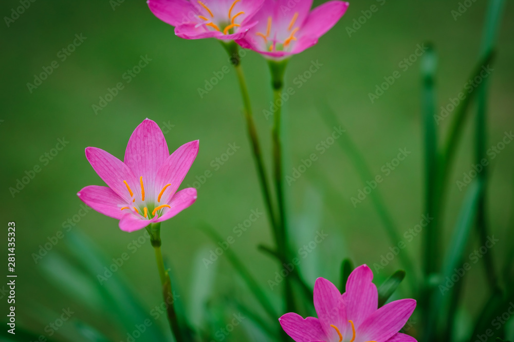 purple rain lily flower