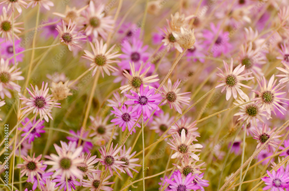 Summer floral background of bright violet daisies.