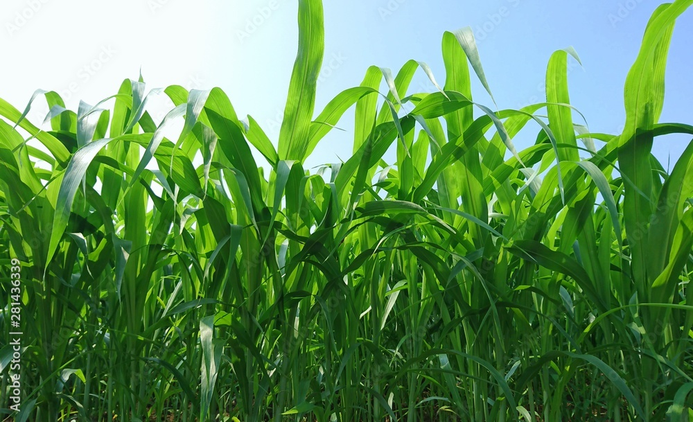 Fototapeta premium green leaves growing up on the farmland
