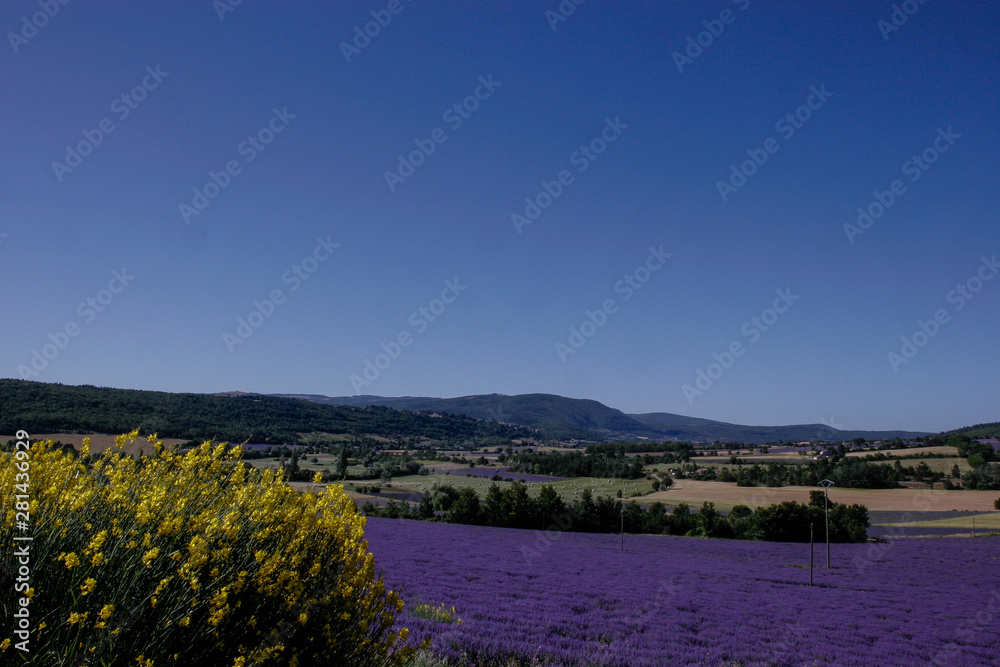 Lavendel im Sommer
