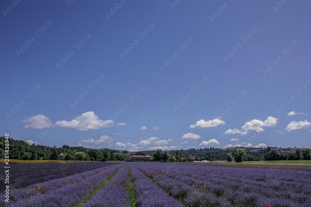 Lavendel im Sommer