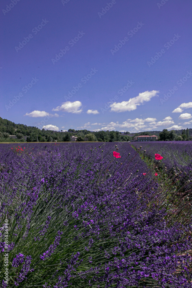 Lavendel im Sommer