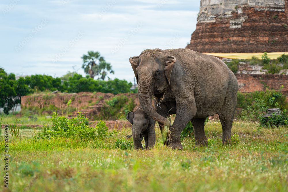 Fototapeta premium Elephant family in ancient field at Ayutthaya Historical Park in Ayutthaya, Thailand