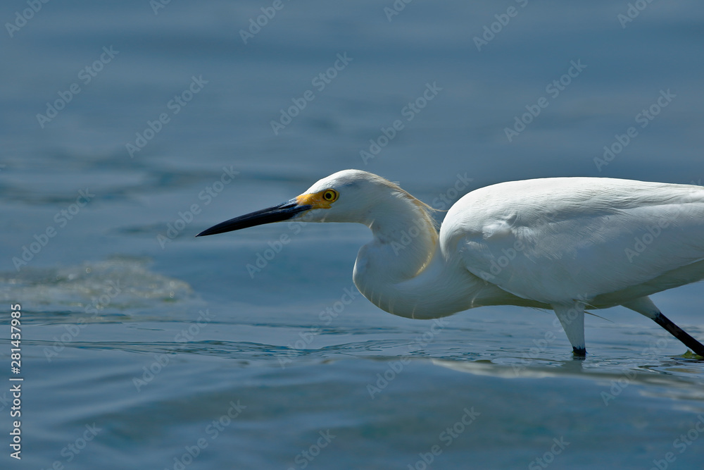 Snowy Egret (Egretta thula), copy taken in freedom Snowy Egret (Egretta thula), copy taken in freedom