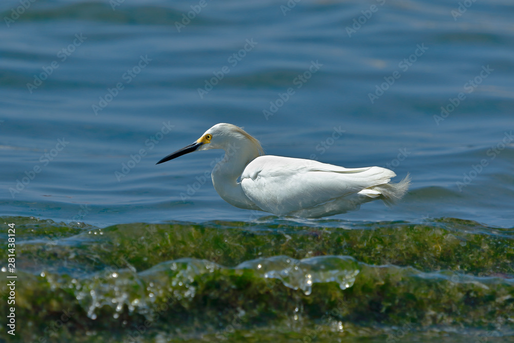 Snowy Egret (Egretta thula), copy taken in freedom