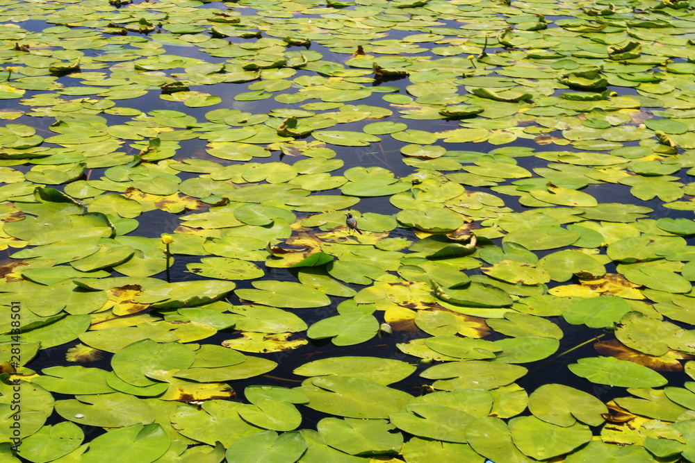 water lily water lily