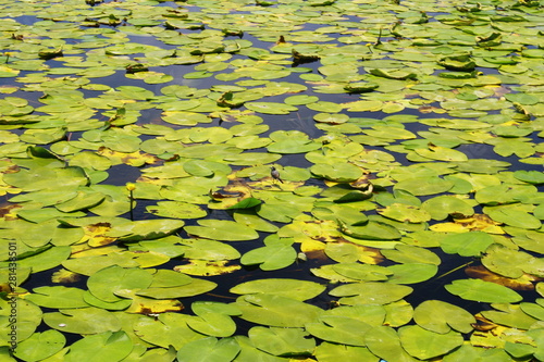 water lily