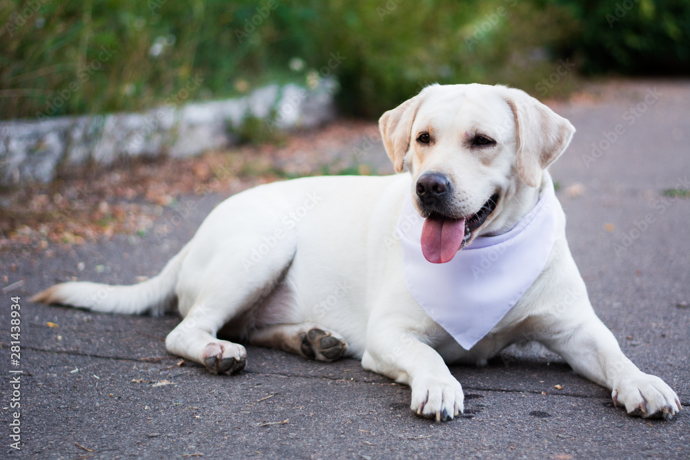 dog white labrador in arafatka serbernard dachshund shepherd