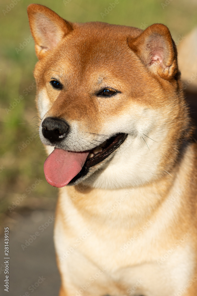 Japanese dog Shiba Inu stands in the rays of the sunset.