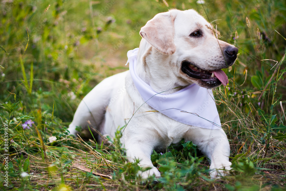 dog white labrador in arafatka serbernard dachshund shepherd