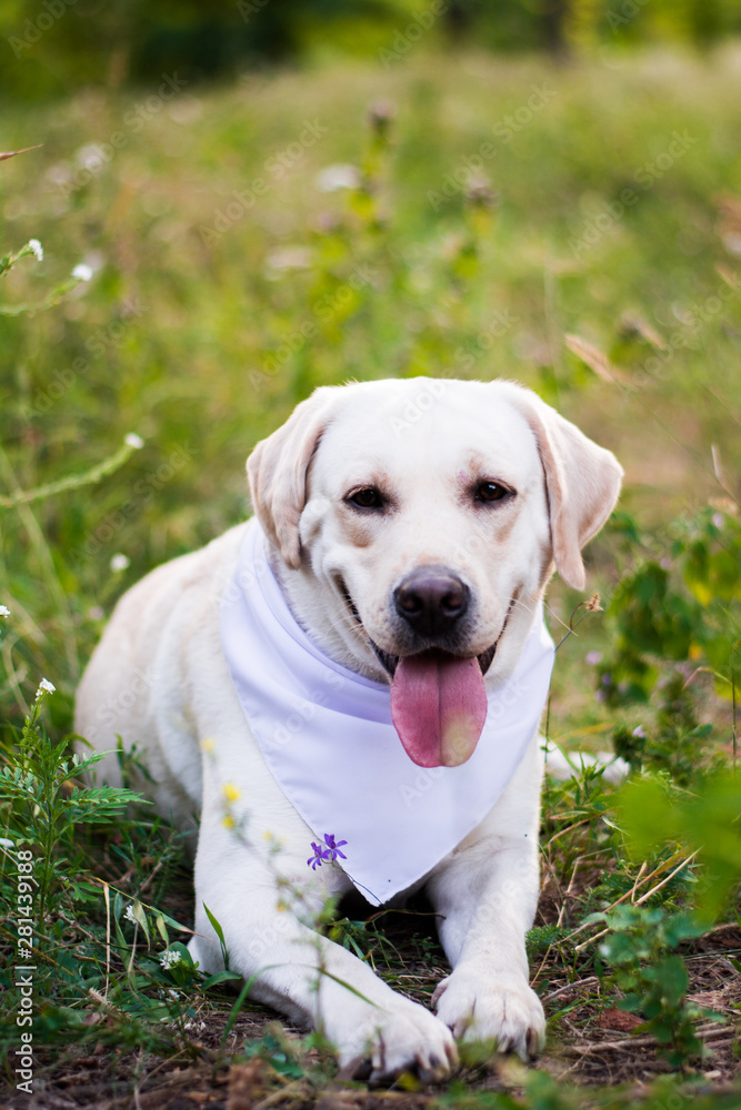 White and beige labrador posing in arafat dog clothes, groomer puppy
