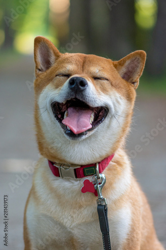 Japanese dog red color Shiba Inu stands on the road, smiling and closed his eyes. © Светлана Акифьева