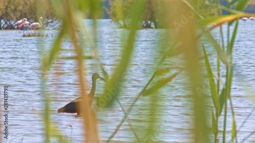 Glossy ibis walks in the shallow waters of an Andalusian salty lagoon, seen across green canes moved by wind. At background we can see other aquatic birds like greater flamingos and a young grey heron