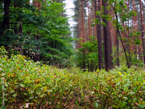 Fototapeta Naklejka Na Ścianę i Meble -  forest mulch from blueberry bushes