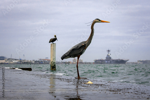 great blue heron on the bay