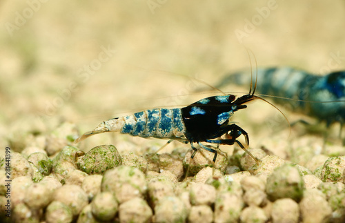 Caridina Blue-spotted-Garnele extrem schön und selten photo