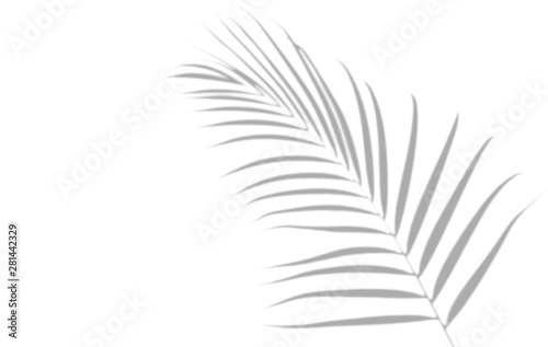 Abstract palm leaves shadow blurred on white wall Background. Blank copy space.