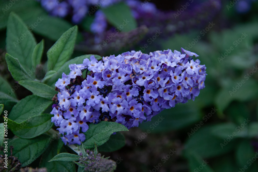 Close-up of a butterfly bush flower Close-up of a butterfly bush flower