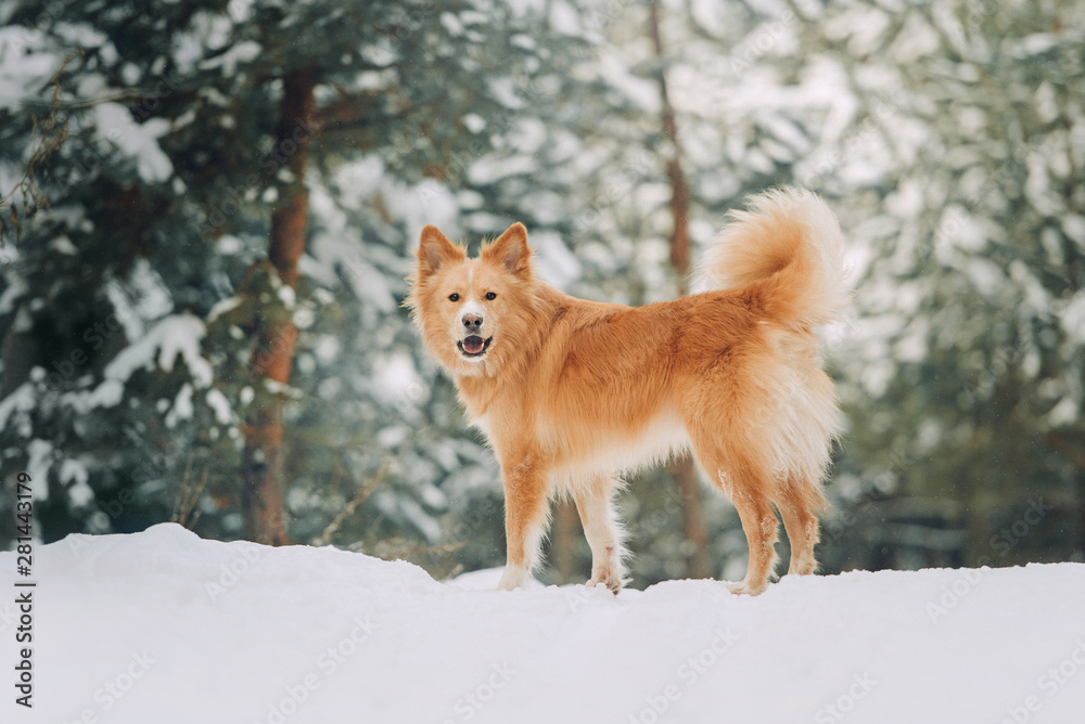 Yellow dog playing in the forest in winter Yellow dog playing in the forest in winter