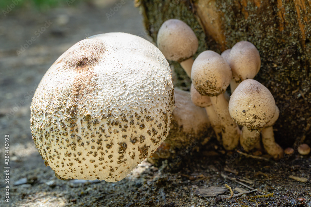 Beautiful wild forest mushrooms with white cap and brown specks, after rain on oak tree stump. Beautiful close-up in natural habitat in sunlight. Organic natural mushrooms in nature Beautiful wild forest mushrooms with white cap and brown specks, after rain on oak tree stump. Beautiful close-up in natural habitat in sunlight. Organic natural mushrooms in nature