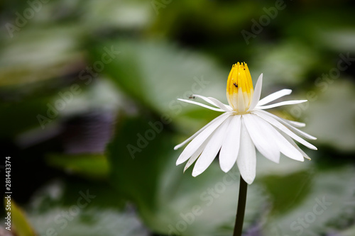 Close up of a white lotus flower blossom with beautiful blurred background. photo