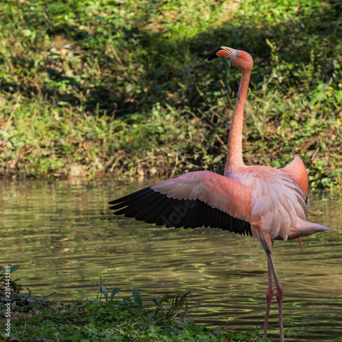 Flamingo